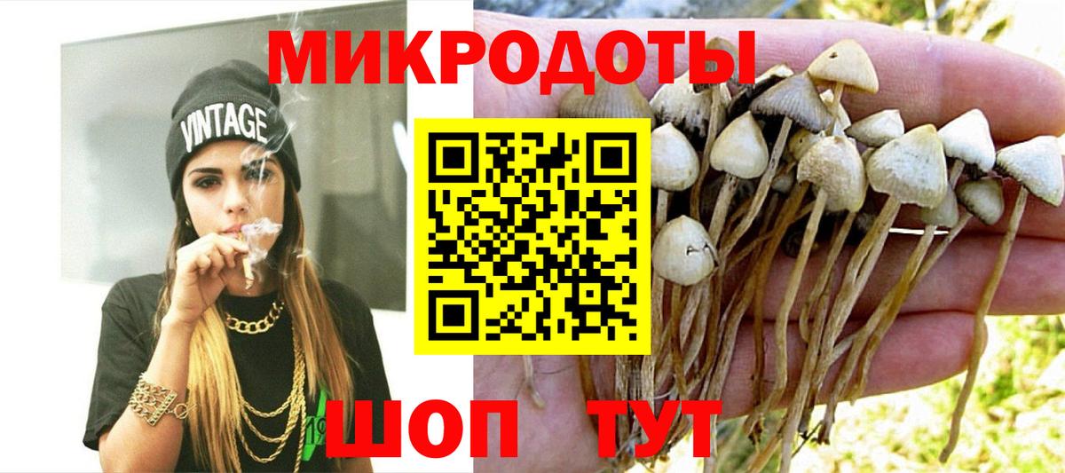 Галлюциногенные грибы Psilocybe Черняховск